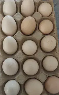 تخم مرغ لاری