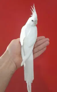 عروس هلندی نر آلبینو رام  ۶ماهه