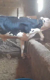گاو نر