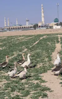 غاز و اردک