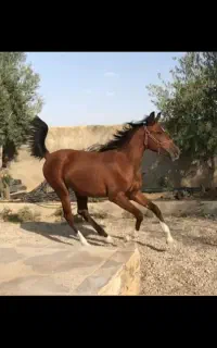 اسب دره شوری