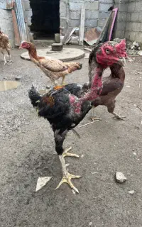 خروس لاری مرغ لاری