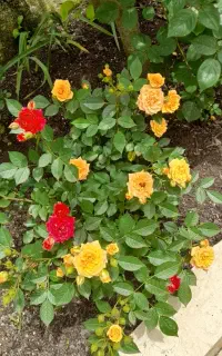 نیرویکار در نهالستان