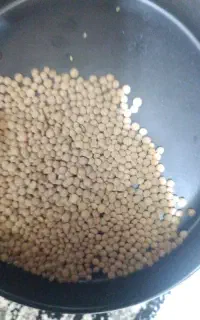 فروش عدس محلی