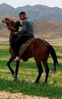 اسب ترکمن