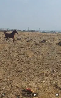 دو راس مادیون 3و 4ساله