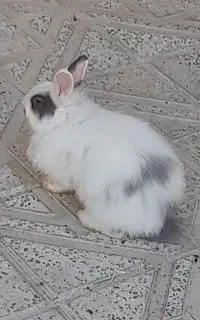 خرگوش بالغ سرحال سرحال در شهرستان ابهر