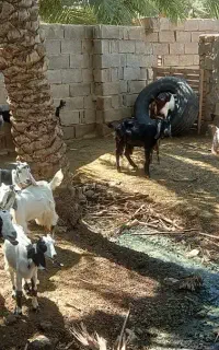 سلام سلام ۳۰ عدد بز برای فروش دارم
