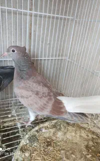 جفت جوجه دم سفید