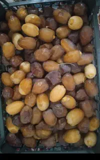 رطب کبکاب بهبهان