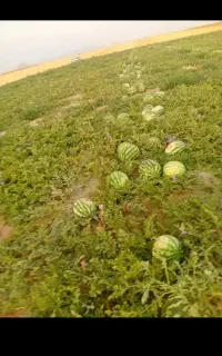 هنداوانه درجه یک