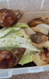 فروش حلزون برای پوست نژاد خوب