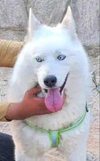 سگ هاسکی