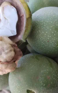گردو تر کاغذی مغز سفید