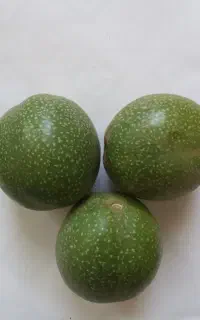 گردو سبز تازه موجوده