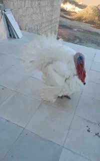 بوقلمون محلی