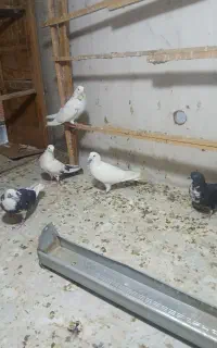 کفتر غریبه گیری