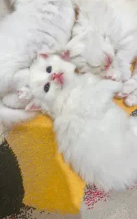 فروش گربه پرشین کلاسیک
