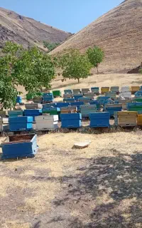 کندو زنبور عسل