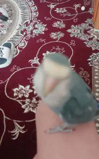 پرنده‌ی باهوش و زیبا