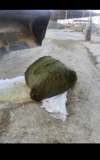 سوشاله ینجه