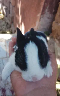 خرگوش
