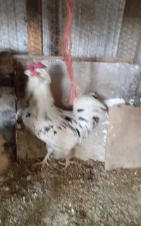 خروس