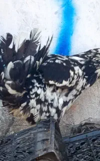 مرغ گلین پنگوئنی