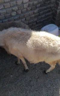 گوشت‌بره