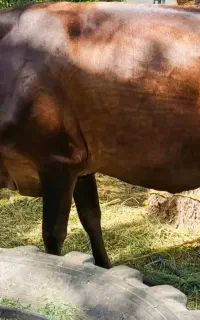 گاو۴ماه آبستن