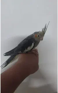عروس هلندی گم شده