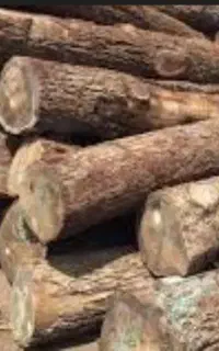 خرید چوب وبرش درخت