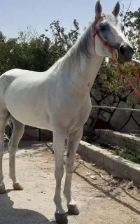اسب