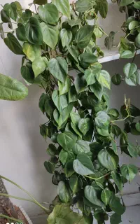 گل اسکاندیس آویز سرخس پاندانوس