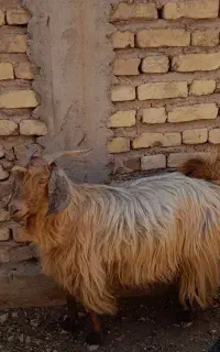 بز چاق تخت مناسب هم داشت هم کشت