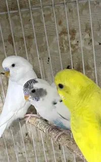 پرنده فروشی ، شاگرد لازم دارم