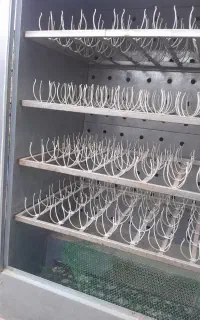 دستگاه جوجه کشی شتر مرغ