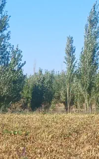 یونجه
