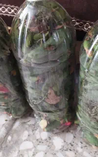 خیار شور تند