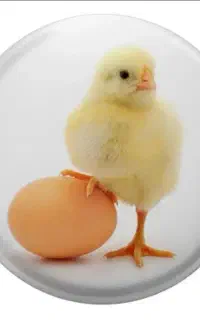 تخم نطفه دار ب.یار بزارم دستگاه جوجه شد نصف