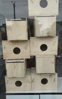 خانه عروس طوطی و کوتوله برزیلی