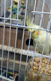 عروس هلندی
