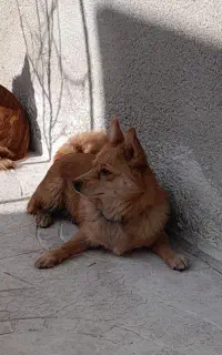 پاکوتای سرابی اصیل