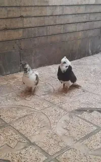 کفتر بال شکسته
