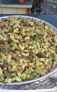 فندق تازه