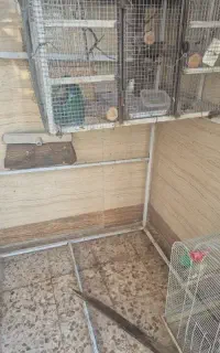 هلندی پیدا شده