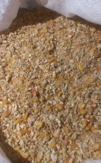 غذا مرغ و جوجه مرغداری