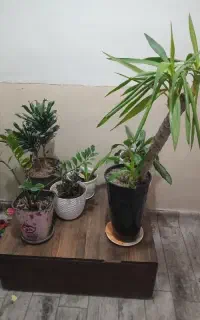 گل وگیاه