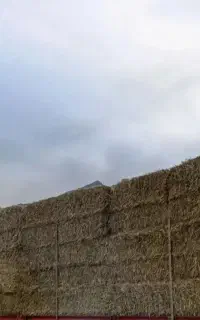 جو محلی