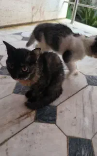 واگذاری گربه خانگی